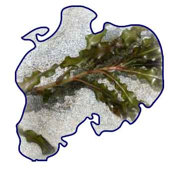 curly-leaf